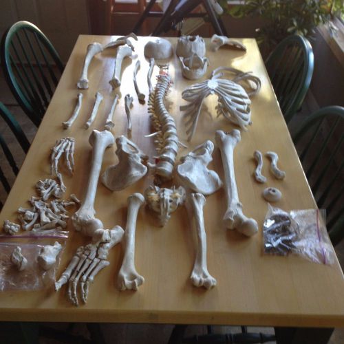 Medical Office Anatomy Skeleton Bones, Life Size Teaching/Study Aid