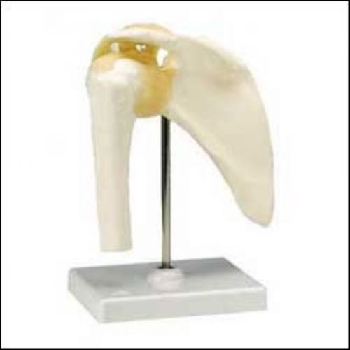 NEW Functional Shoulder Joint Model (Right)
