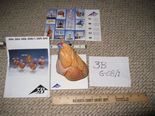 3B Sientific G08/2  Heart Model, 3 Parts