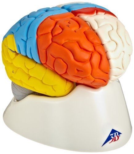 3B Scientific C22 8 Part Neuro-Anatomical Brain Model, 5.5&#034; x 5.5&#034; x 6.9&#034;