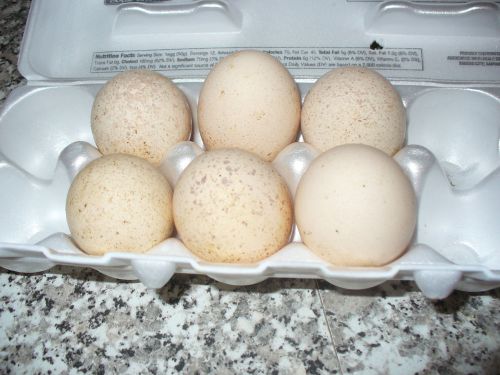 6-fresh fertile royal palm turkey hatching eggs  plus 2 extra for sale