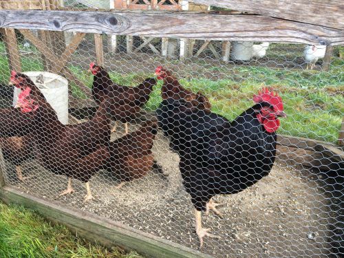 Show Quality Lot Of 12 Pure Bred Heritage Veriaty Pack Hatching Eggs