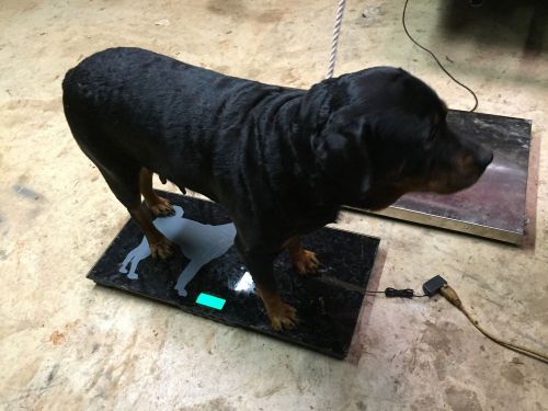 DIGITAL DOG SCALE.  Large dogs , small dogs ,  any dog ! Good for people to )