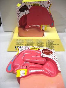 VINTAGE PROFESSIONAL EDUCATIONAL NASAL CAVITY ANATOMY MEDICAL MODEL – Picture 1