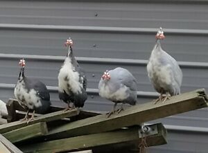 12 - Guinea Eggs, NPIP Certified