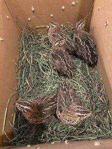 Jumbo Pharoah Coturnix Quail Hatching Eggs