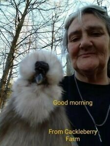 12 QUALITY BEARDED Silkie Hatching Eggs- Paint, Blue, Black, Partridge &amp; Frizzle
