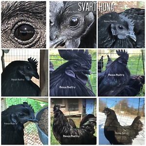 Fibro melanistic hatching egg assortment