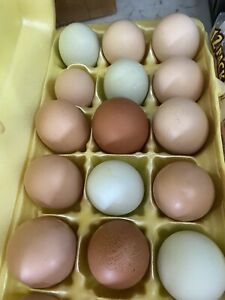 Mixed Dozen hatching eggs chicken