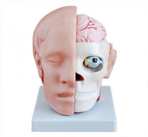 Desktop Life Size Head Structure Medical Teaching Education Model 10 Parts NEW
