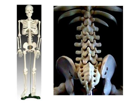 Human anatomical skeleton for student &amp; doctor new !!! for sale