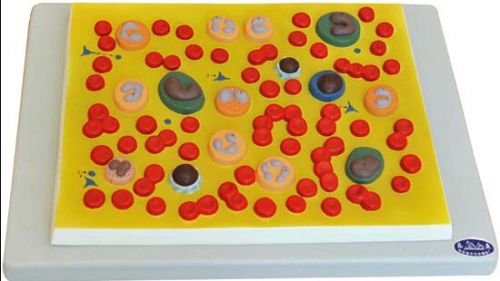 Desktop blood cell medical teaching education model new for sale