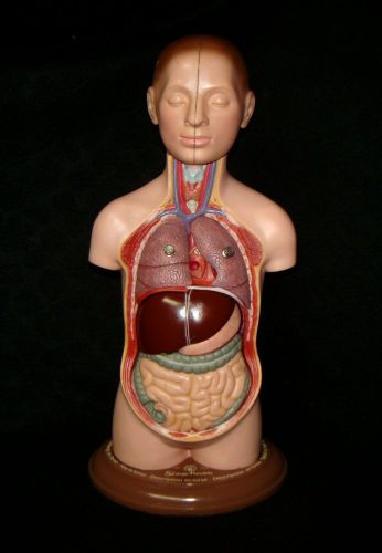 SOMSO AS20/5 Small Torso of Young Man with Head - 1/3 natural size - 9 Parts
