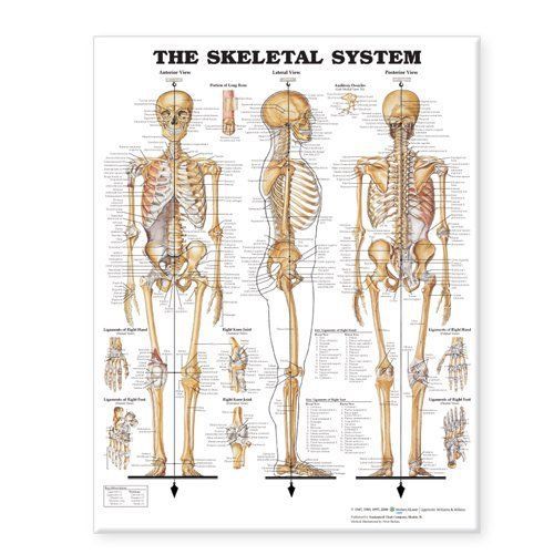 Skeletal System Anatomical Chart (Giant Size 42&#034;x62&#034;)