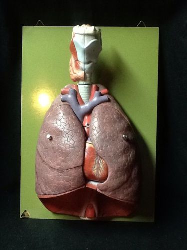 SOMSO HS7 Lungs with Heart, Diaphragm and Larynx Anatomical Model, 7 part (HS 7)