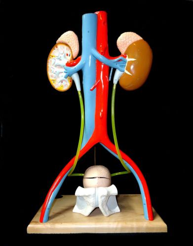 Denoyer Geppert - A55 Free-Standing Kidney Urinary System Anatomical Model base