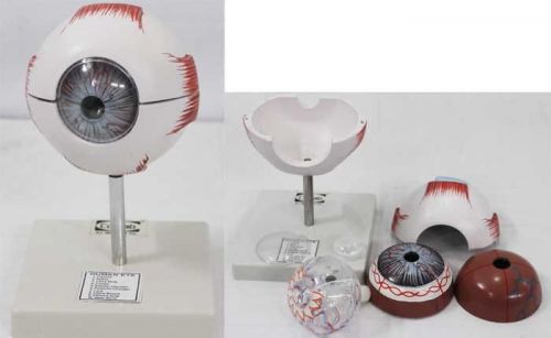 Human Eye Anatomy (Fibre Glass-Unbreakable)