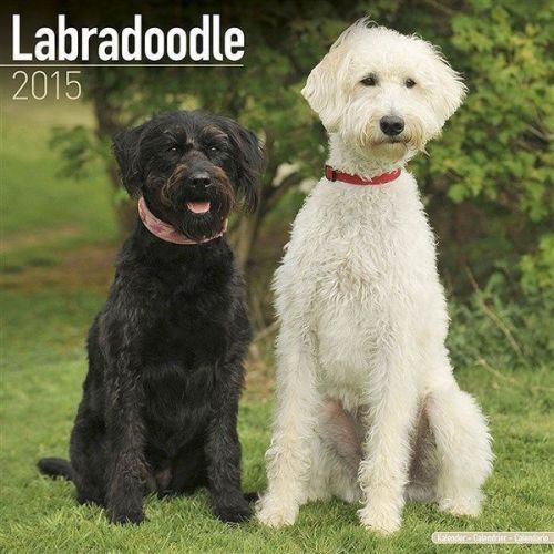 NEW 2015 Labradoodle Wall Calendar by Avonside- Free Priority Shipping!