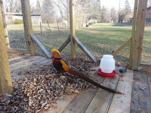 6 RED GOLDEN PHEASANT HATCHING EGGS (PRE-SALE)