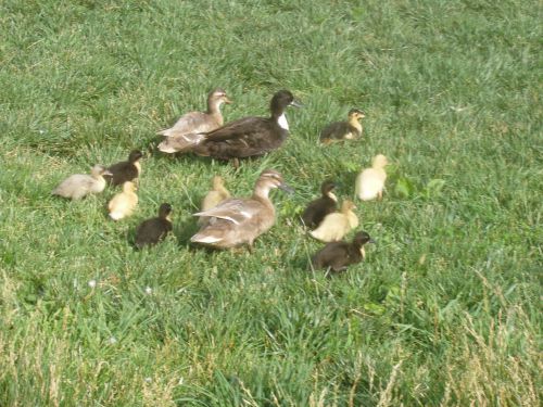 -18 call duck eggs,hatching,incubator eggs,   FREE SHIPPING   small ducks