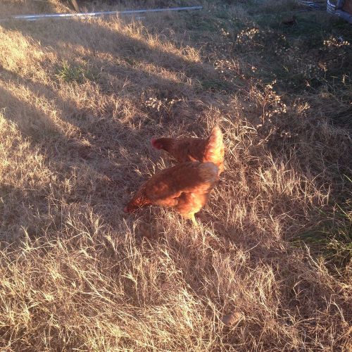 1 Doz Fertilized Chicken Eggs - Mixed Breed - Rhode Island Red and Red Sex Link