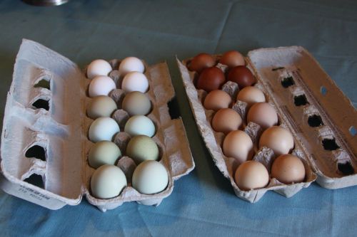 Two Dozen Rare Breed Mix Hatching Eggs