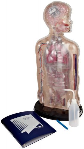 American Educational Torso Functioning Systems Model