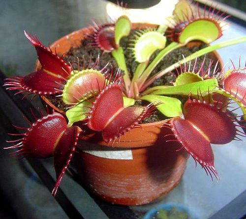 FRESH Rare Dionaea &#034;Big Vigorous&#034; (Venus Fly Trap)(10 seeds) Carnivorous, L@@K!!