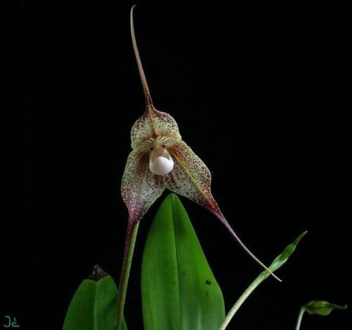 Fresh Premium Dracula &#034;ligiae&#034; (Monkey Faced Orchid)-(10+ Seeds) WOW, L@@K!!!!