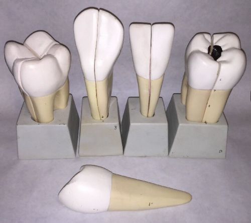 Vintage Nystrom Teeth Anatomical Tooth Models Set Cavity Dental Office Decor ?