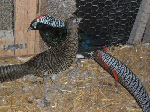 6 Lady Amherst Pheasant hatching eggs