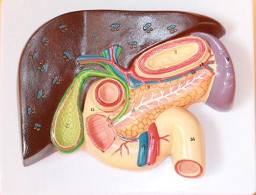 1:1 Human Anatomical Duodenum Anatomy Medical Teach Model Digestive system 89