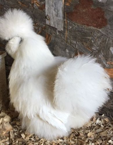 12+ Bearded Silkie Hatching eggs. Includes Lavenders. Show/Breeder quality. NPIP