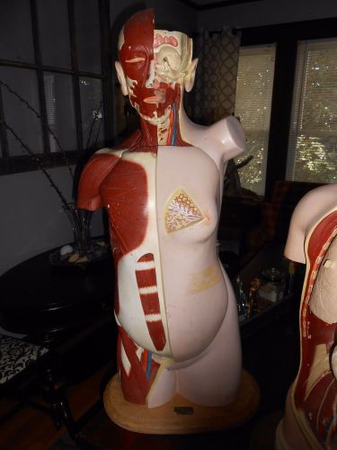 1945 Denoyer Geppert female anatomical torso anatomy parts found estate medical