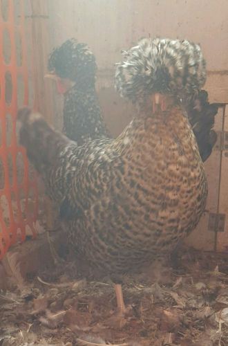 12+ Large Fowl Polish (Crele And Cockoo) Hatching Eggs ~ NPIP ~ Incubator