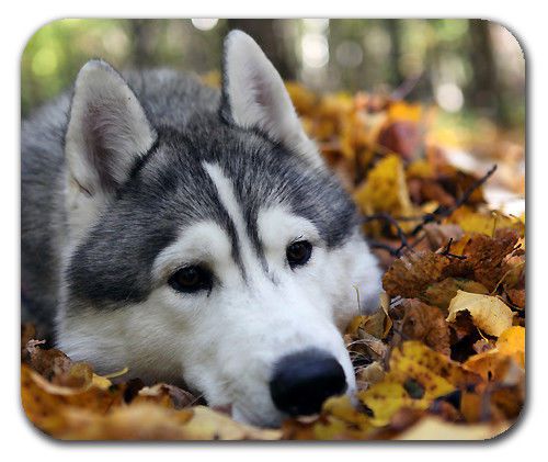 Cute Dog Husky Peaceful Lying Fallen Autumn Leaves Mouse Pad Mousepad Mat