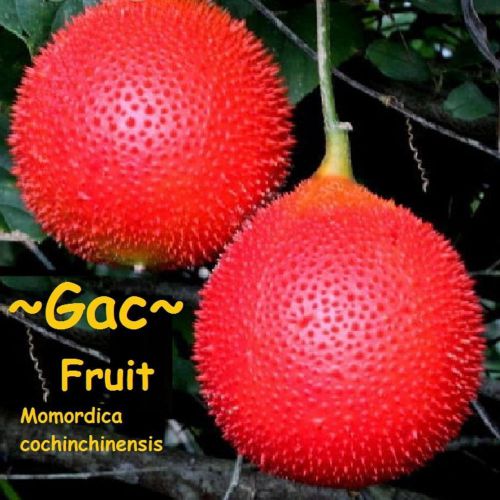 Fresh Momordica &#034;cochinchinensis&#034; (GAC Fruit from heaven)( 5 Seeds)Health, L@@K!