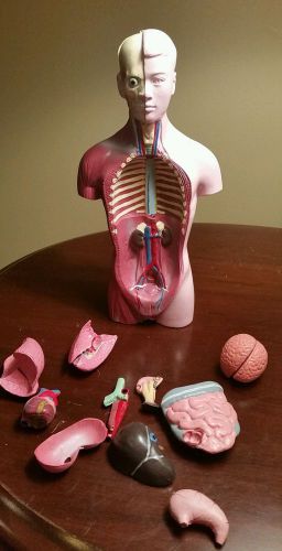 Vintage 1950-70s Plastic Medical Model Anatomy Educational Organ 10.5&#034;
