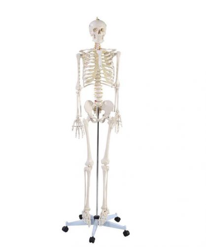 Life Seized Medical Anatomical Human Skeleton Model.