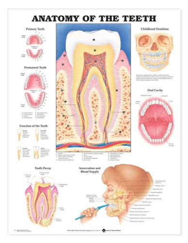 Anatomy of the Teeth * Dental * Anatomy Poster * Anatomical Chart Company