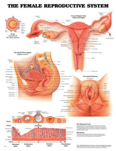 Female Reproductive Chart, Wolters Kluwer Health, MPN: 9652PL