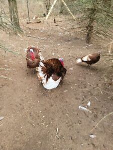 6 Blue Slate 6 Bourbon Red Turkey Hatching Eggs