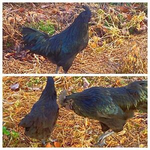 6 Ayam Cemani Fertile Hatching Eggs (NPIP Certified)