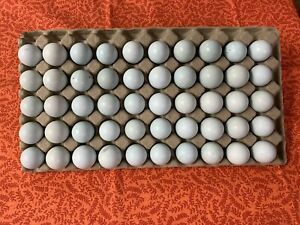 celadon blue coturnix quail hatching eggs 48+