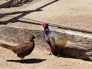 Melanistic Ringneck Pheasant Eggs- 6 Hatching Eggs!