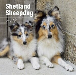 Shetland Sheepdog Premium Wall Calendar 2022 - Made in the USA!