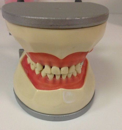 860 ARTICULATED SOFT GINGIVA MODEL WITH UNIVERSAL ADAPTER