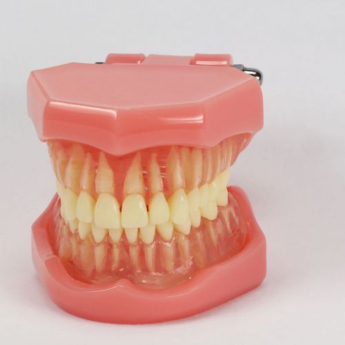 New Dental Study Teaching Model Standard Model Removable Teeth
