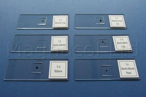 Microscope slides: Prepared slides: Beetle parts