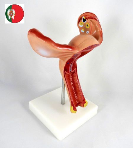 Professional medical educational anatomy human woman uterus it-086 artmed for sale